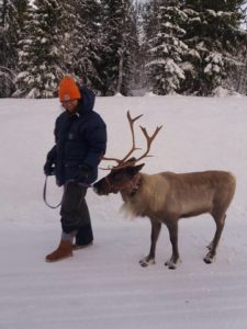 Take a walk with a reindeer