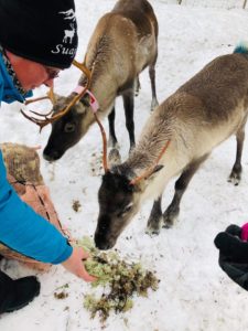 Feeding reindeer