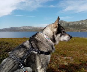 Jämtlandshund med halsband (nitbälte) av Suaja.se