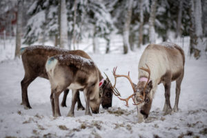 Visit reindeer in Jämtland