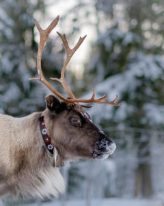 Renen Sofie med halsband (nitbälte) av Suaja